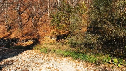 Forest Video stock 122338069