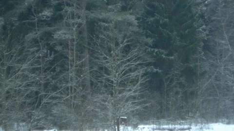Forest Stock Footage 122427760