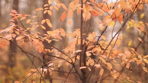 Forest Stock Footage 126108267