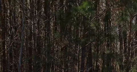 Into Forest Stock Footage 127585936