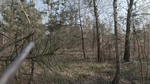 Forest Stock Footage 128623959