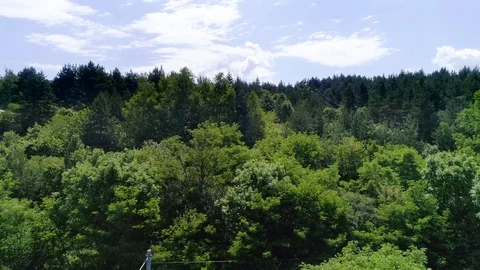 Forest Stock Footage 129703036