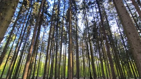 Forest Stock Footage 130330047