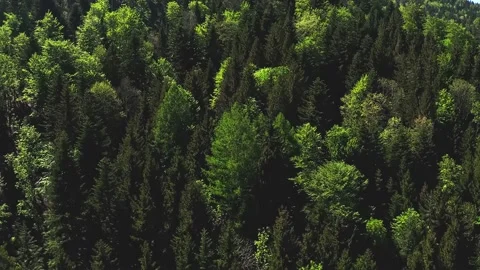 Forest. Video stock 130396908