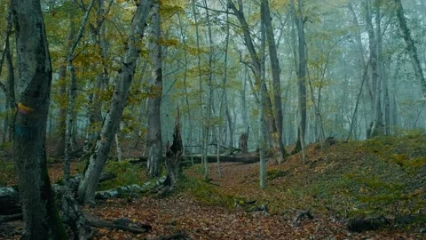 Forest Video stock 131210033