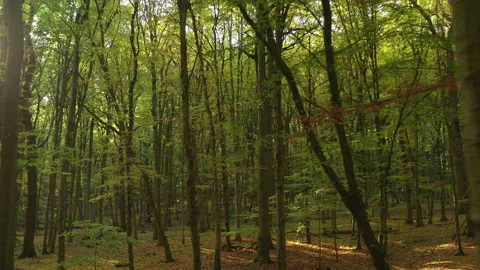 Forest Stock Footage 131318249