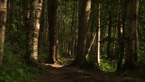 Forest Stock Footage 134009310