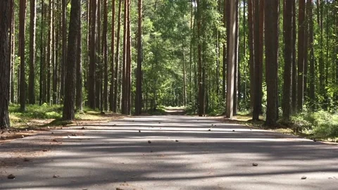 Forest Stock Footage 134549001