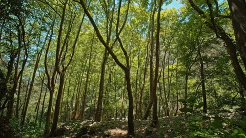 Forest Stock Footage 135394663