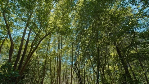 Forest Stock Footage 135421882