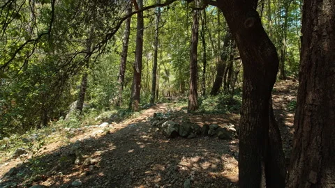 Forest Stock Footage 135760853