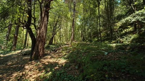 Forest Stock Footage 135997940