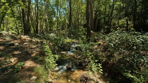Forest Stock Footage 136066787