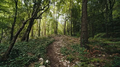 Forest Stock Footage 136357466