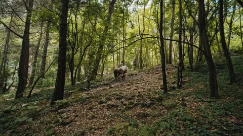 Forest Stock Footage 136398948