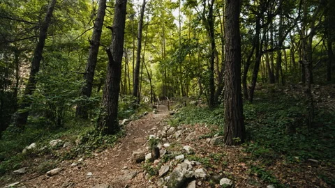 Forest Stock Footage 136431033