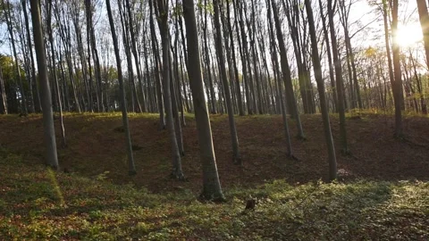 Forest Stockbeeldmateriaal 136460247