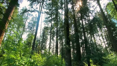 Forest Stock Footage 139021082