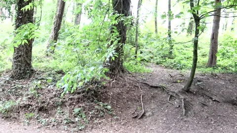 Forest 스톡 동영상 139103949