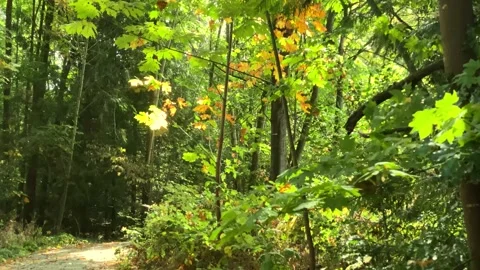 Forest Stock Footage 139793206