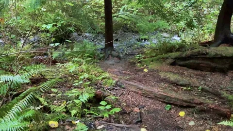 Forest Stock Footage 139890620