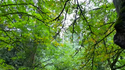 Forest Stock Footage 139890824