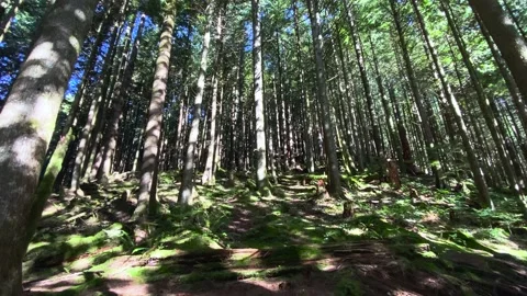 Forest Stock Footage 140692164