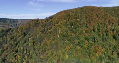 FOREST 库存影片 140718819