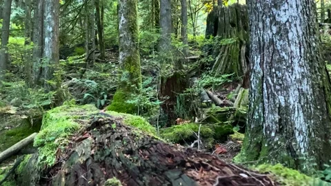 Forest Stock Footage 140761740