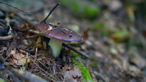 Forest Stock Footage 140863665