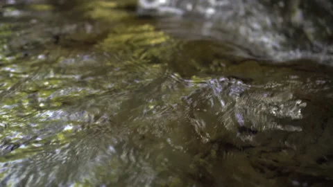 Forest Stock Footage 140863764