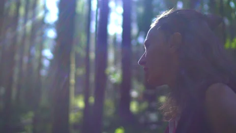 Forest Stock Footage 140864107