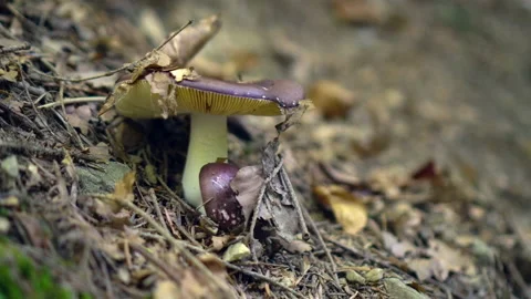 Forest Stock Footage 140864159