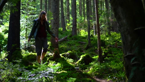 Forest Stock Footage 140867737