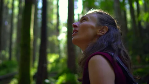 Forest Stock Footage 140867770