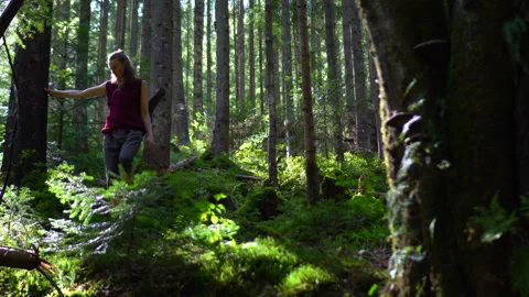 Forest Stock Footage 140867783