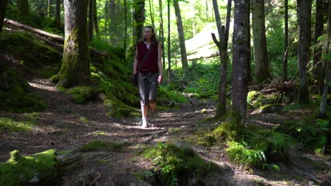 Forest Stock Footage 140868008