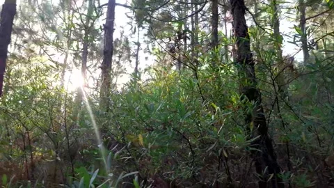 Forest  Stock Footage 142490896