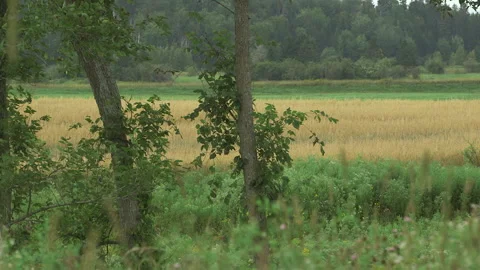 Forest Video stock 144840738