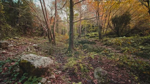 Forest Stock Footage 145106362