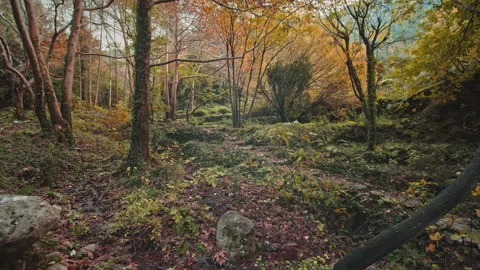 Forest Stock Footage 145108464