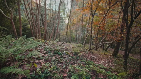 Forest Stock Footage 145110769