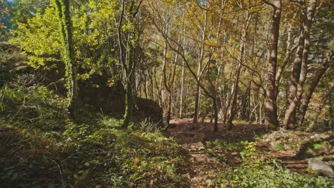 Forest Stock Footage 145161093
