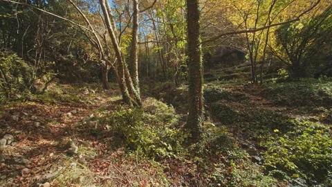 Forest Stock Footage 145166471