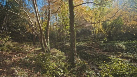 Forest Stock Footage 145169305