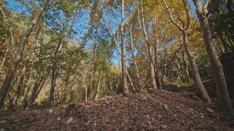 Forest Stock Footage 145173922