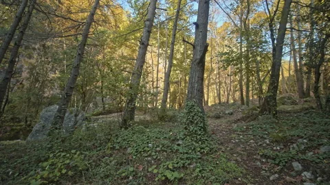 Forest Stock Footage 145178365