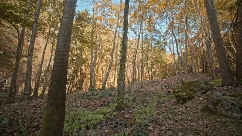 Forest Stock Footage 145179740
