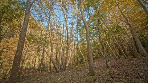 Forest Stock Footage 145181273