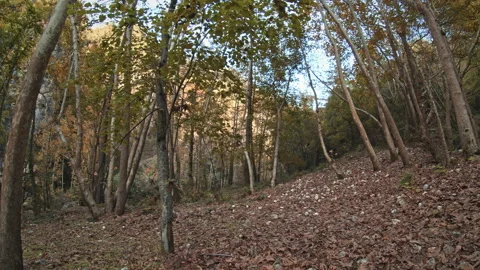 Forest Stock Footage 145199290